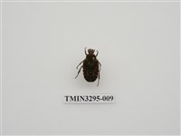 藏品(黑斑陷紋金龜)的圖片